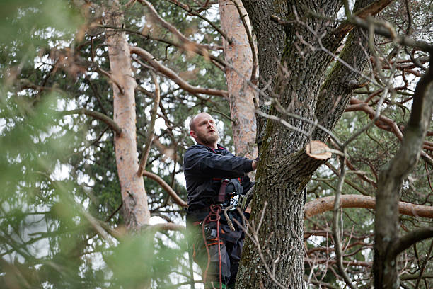 Best Fruit Tree Pruning  in St Joseph, IL